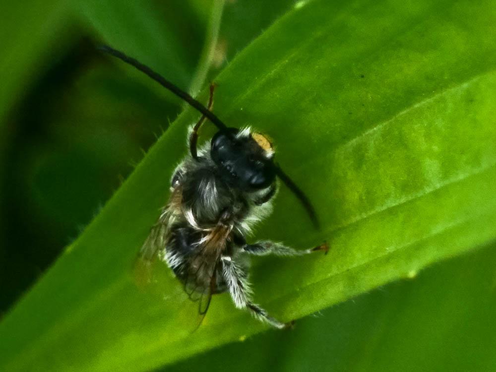 Eucera Scopoli, 1770