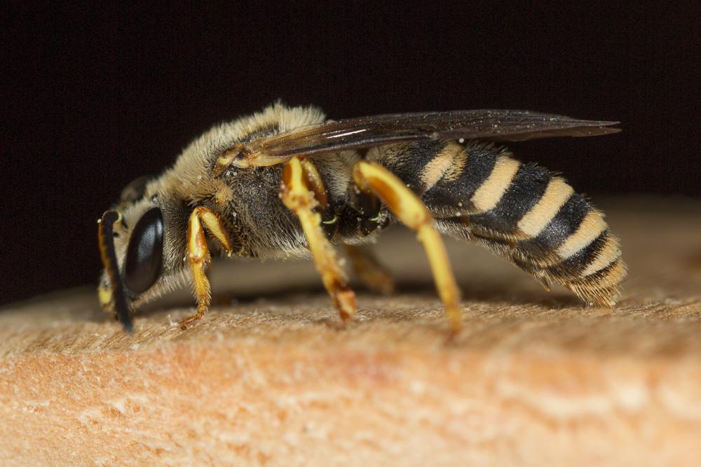 Halictus cochlearitarsis (Dours, 1872)