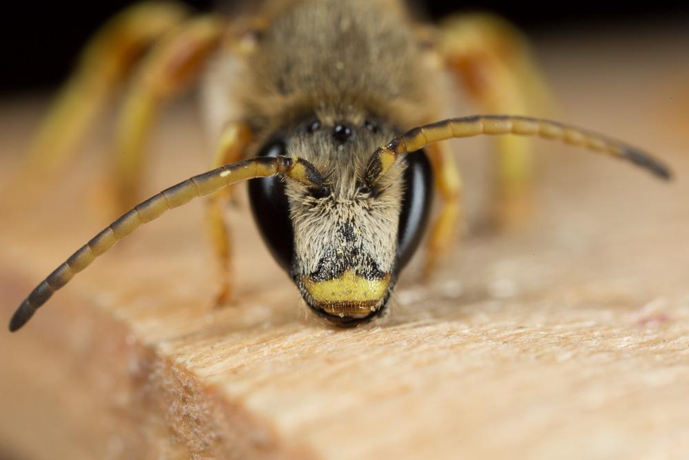 Halictus cochlearitarsis (Dours, 1872)