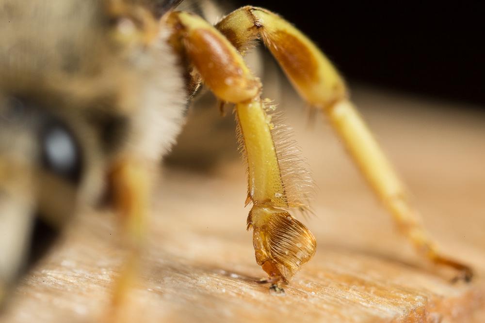 Halictus cochlearitarsis (Dours, 1872)
