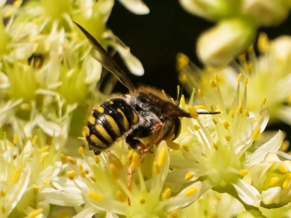  Anthidium oblongatum (Illiger, 1806)