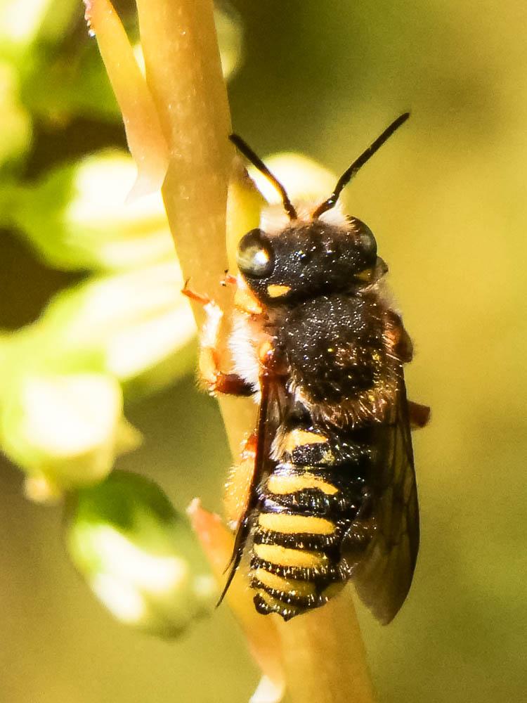  Anthidium oblongatum (Illiger, 1806)