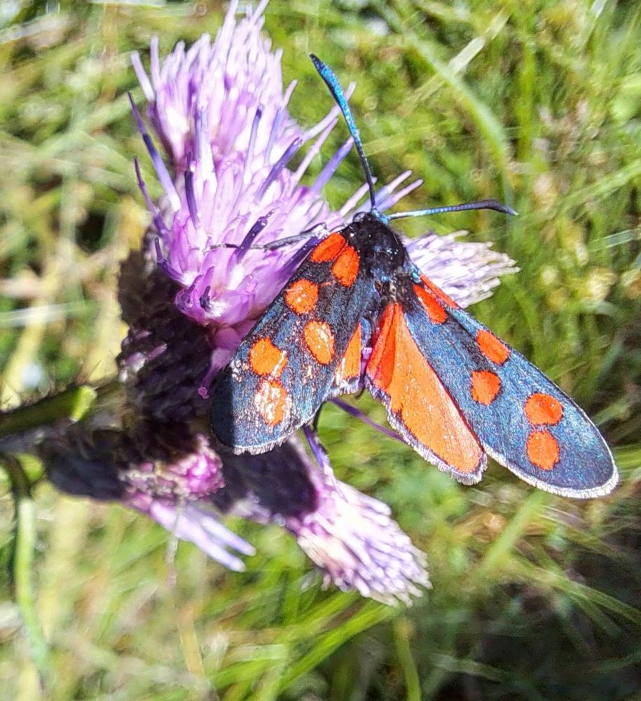 Zygène transalpine (La) Zygaena transalpina (Esper, 1780)