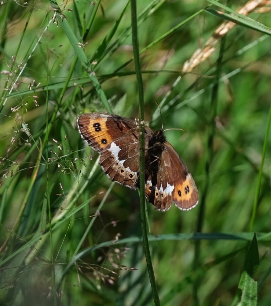 Moiré blanc-fascié (Le), Grand nègre hongrois (Le) Erebia ligea (Linnaeus, 1758)