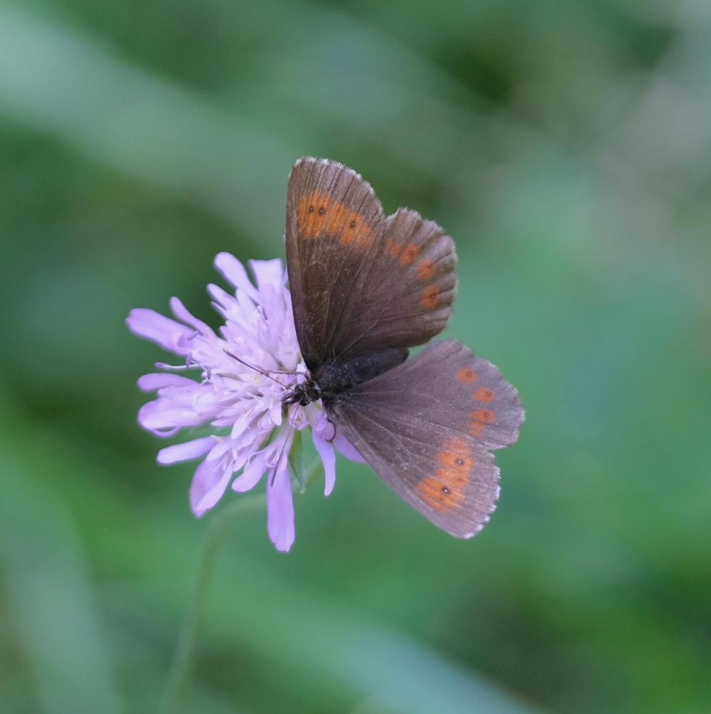Moiré frange-pie (Le), Moiré frangé (Le) Erebia euryale (Esper, 1805)