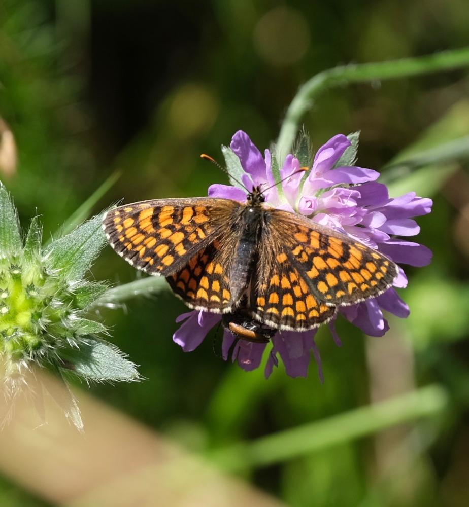 Mélitée de Fruhstorfer Melitaea celadussa Fruhstorfer, 1910