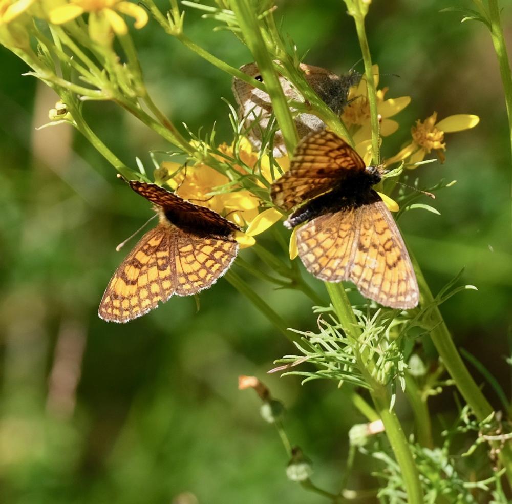 Mélitée de la Lancéole (La), Mélitée des Scabieuse Melitaea parthenoides Keferstein, 1851