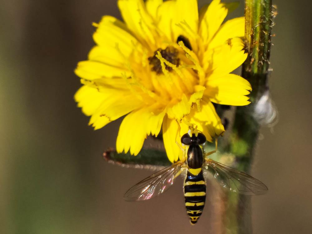 Sphaerophoria scripta (Linnaeus, 1758)