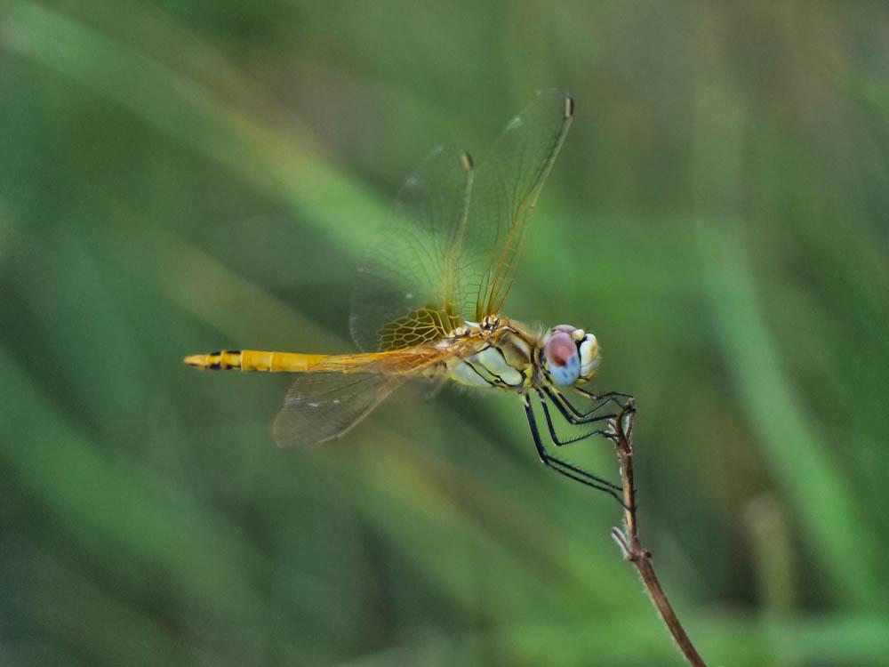 Sympétrum de Fonscolombe (Le) Sympetrum fonscolombii (Selys, 1840)