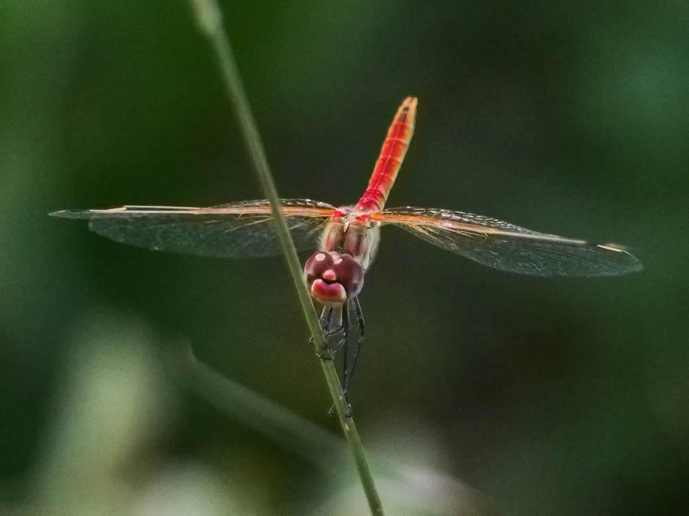 Sympétrum de Fonscolombe (Le) Sympetrum fonscolombii (Selys, 1840)