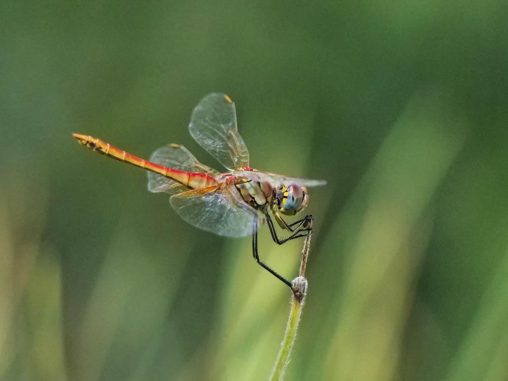 Sympétrum de Fonscolombe (Le) Sympetrum fonscolombii (Selys, 1840)