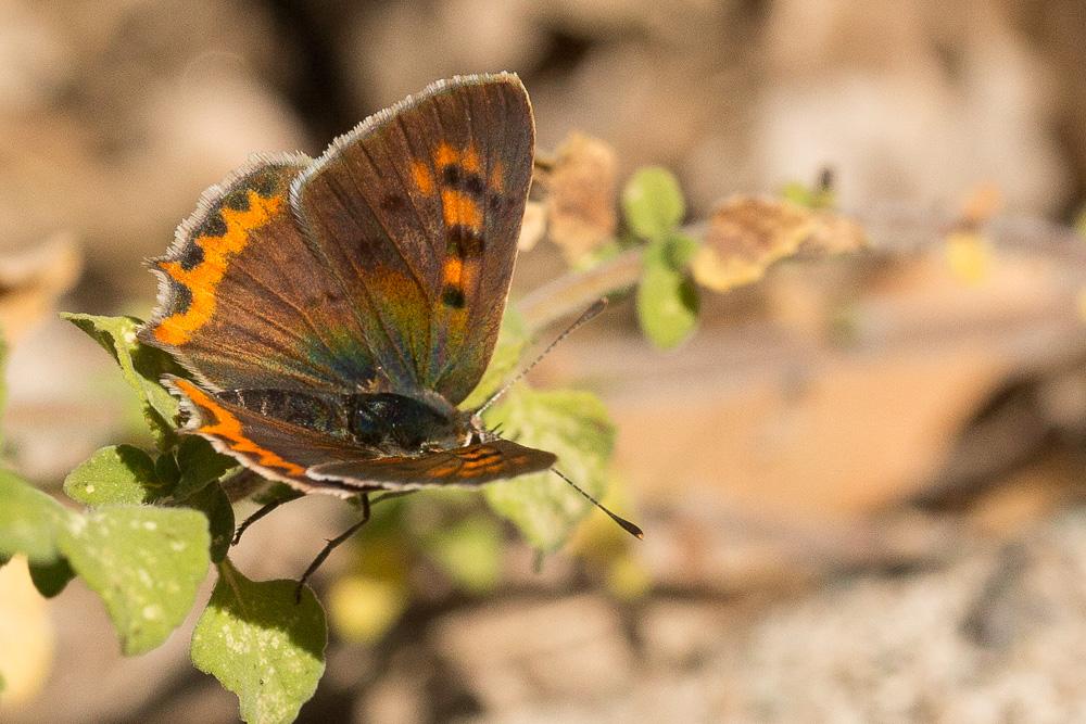 Cuivré commun (Le), Argus bronzé (L'), Bronzé (Le) Lycaena phlaeas (Linnaeus, 1760)