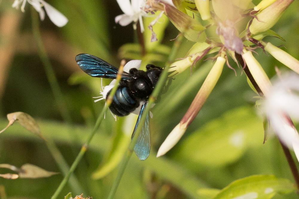 Xylocope irisé Xylocopa iris (Christ, 1791)