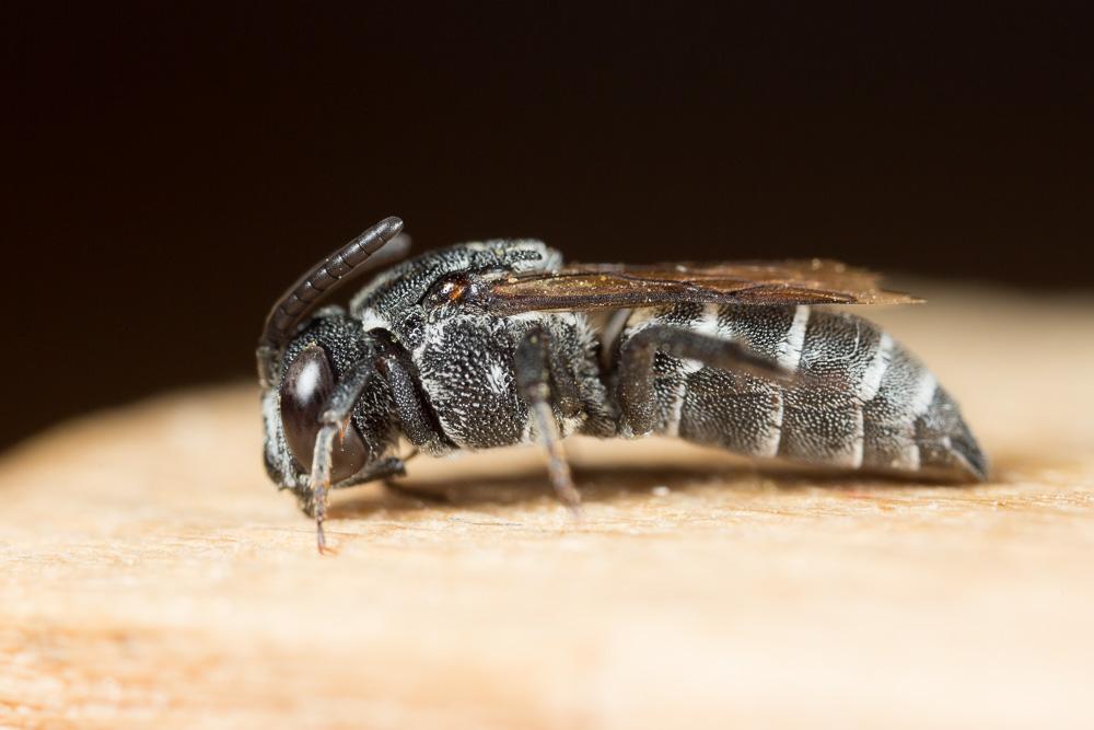  Aglaoapis tridentata (Nylander, 1848)