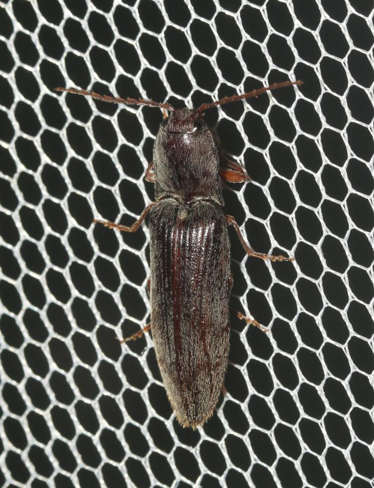 Stenagostus rhombeus (Olivier, 1790)
