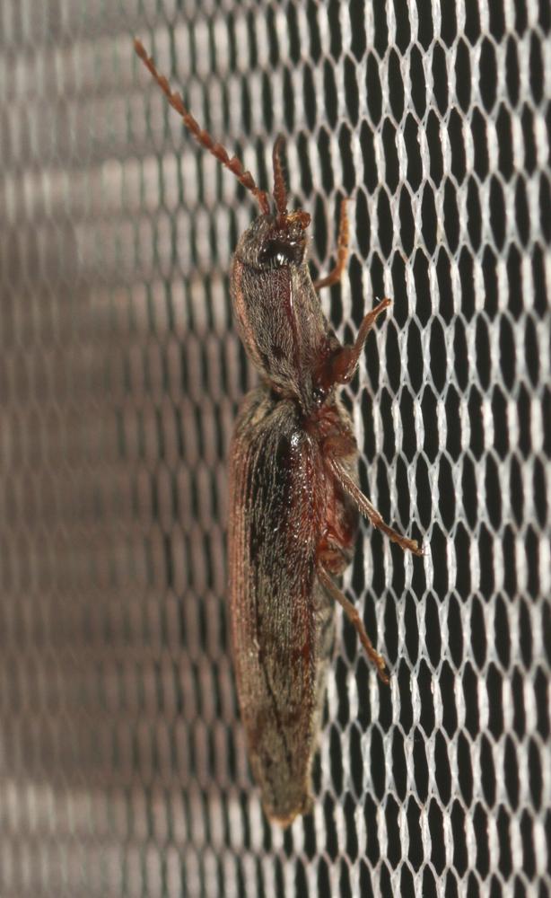  Stenagostus rhombeus (Olivier, 1790)