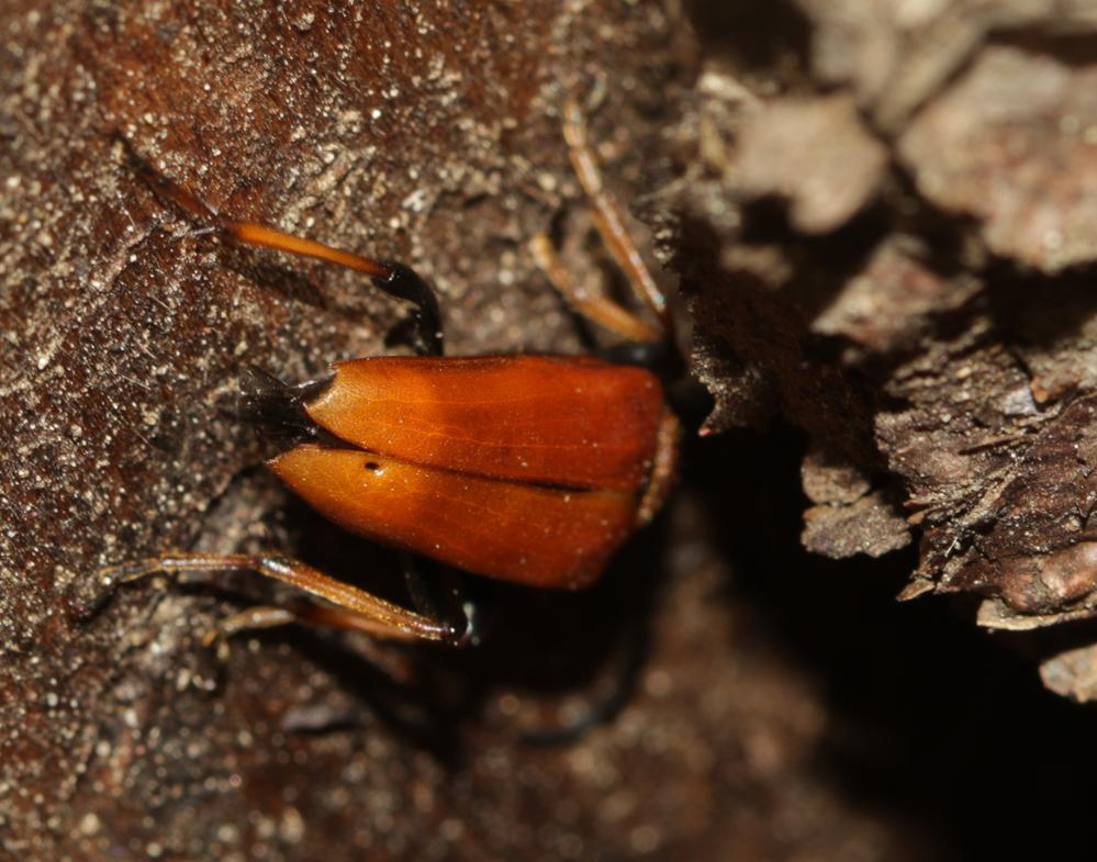 Etorofus pubescens (Fabricius, 1787)