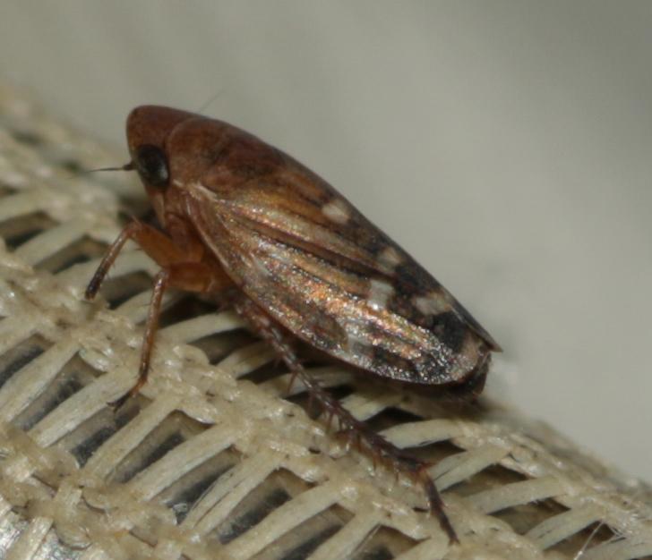  Anoscopus albifrons (Linnaeus, 1758)