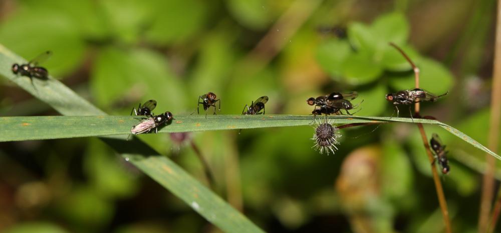 Petite mouche à bouse Sepsis fulgens Meigen, 1826