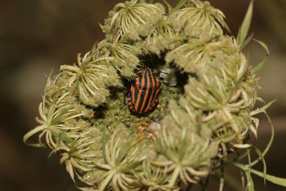 Punaise arlequin Graphosoma italicum (O.F. Müller, 1766)