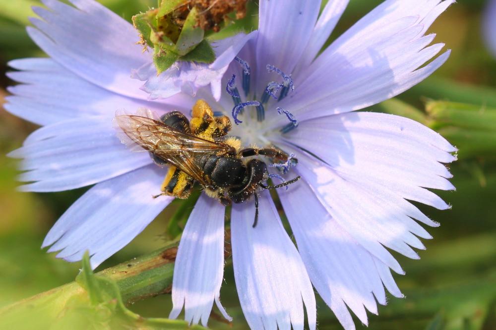 Andrena Fabricius, 1775