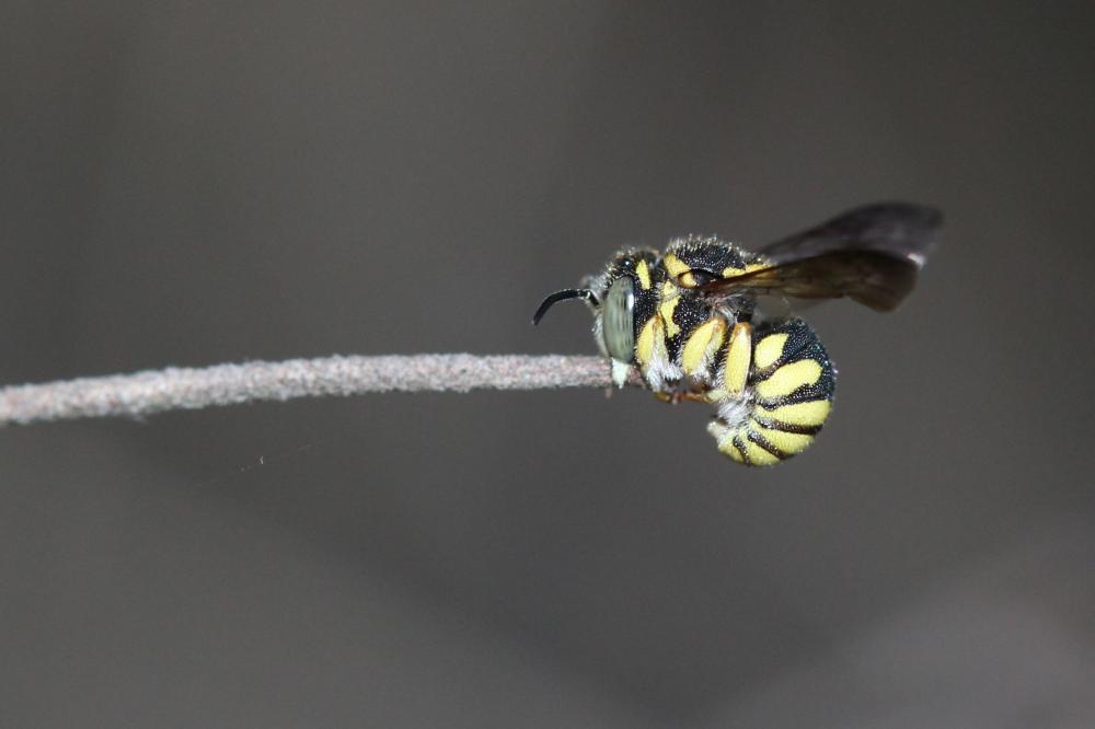 Anthidiellum strigatum (Panzer, 1805)