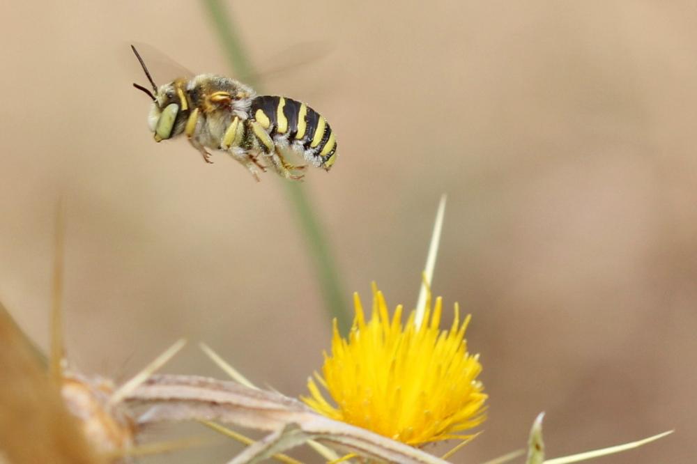 Anthidium diadema Latreille, 1809