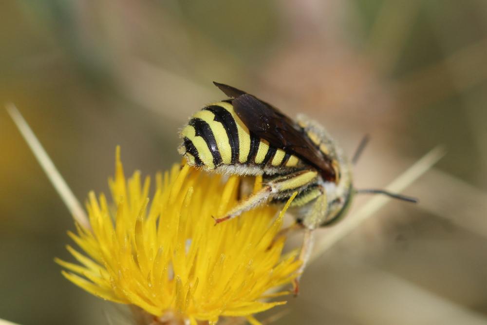  Anthidium diadema Latreille, 1809