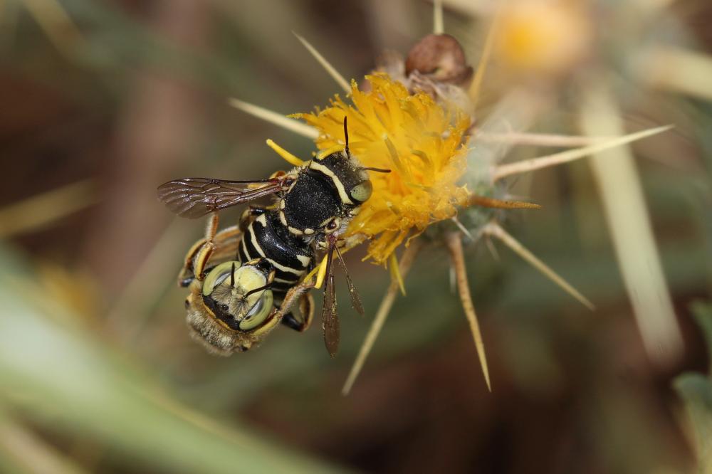 Anthidium diadema Latreille, 1809