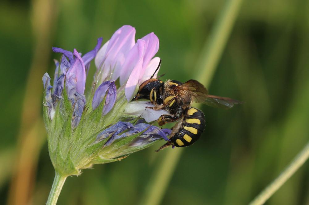  Anthidium florentinum (Fabricius, 1775)