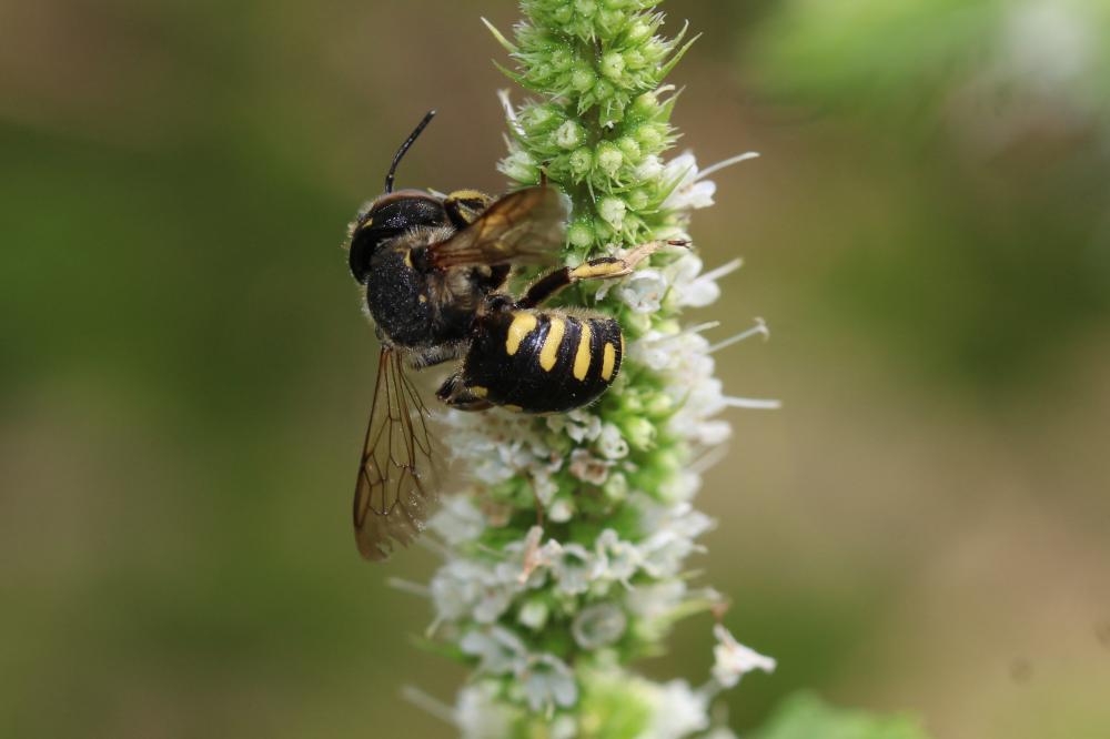  Anthidium florentinum (Fabricius, 1775)