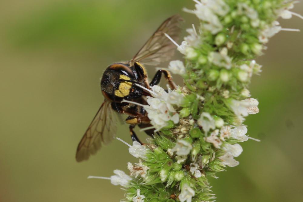 Anthidium florentinum (Fabricius, 1775)