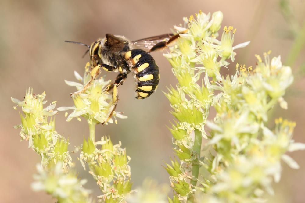  Anthidium florentinum (Fabricius, 1775)
