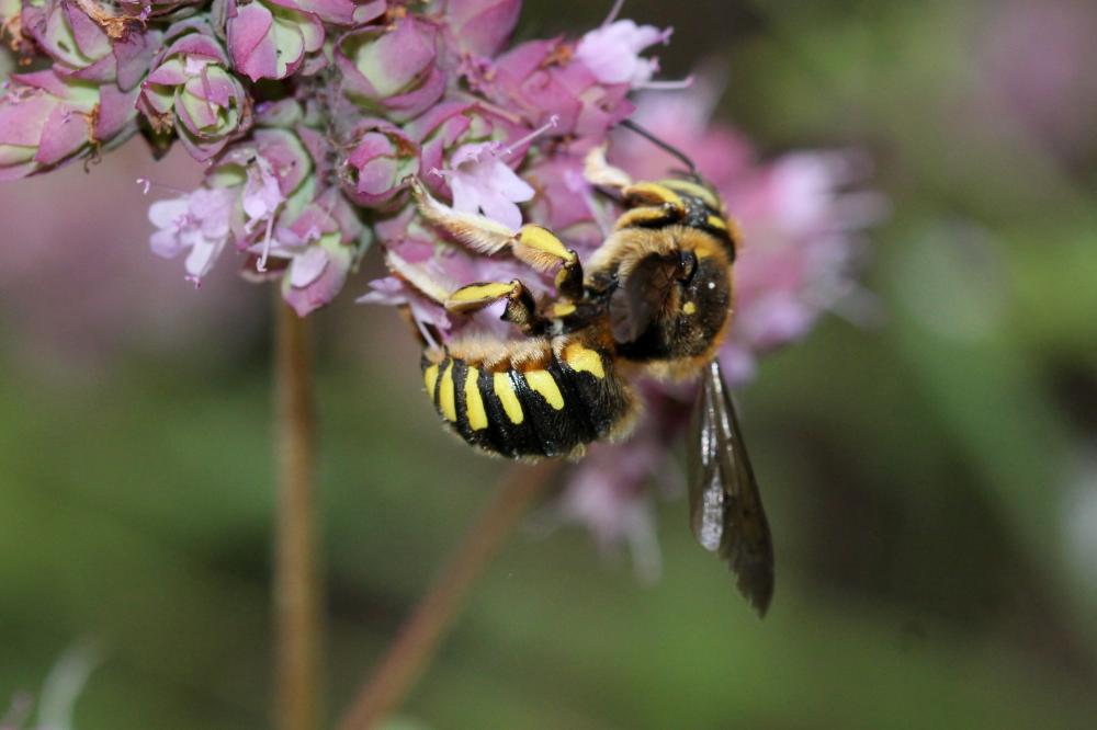  Anthidium florentinum (Fabricius, 1775)