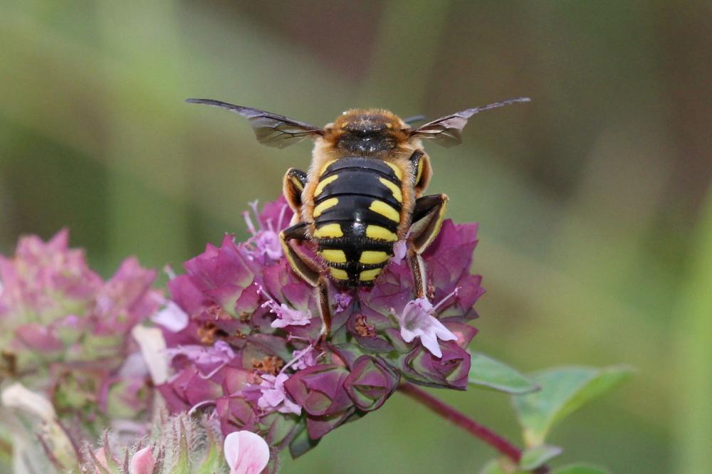  Anthidium florentinum (Fabricius, 1775)