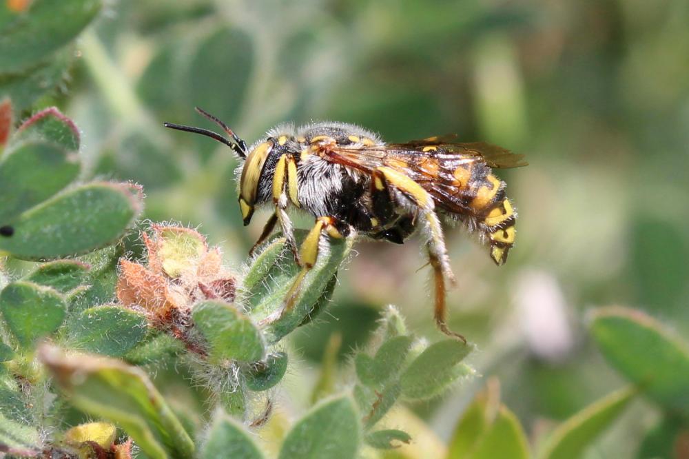 Anthidium loti Perris, 1852