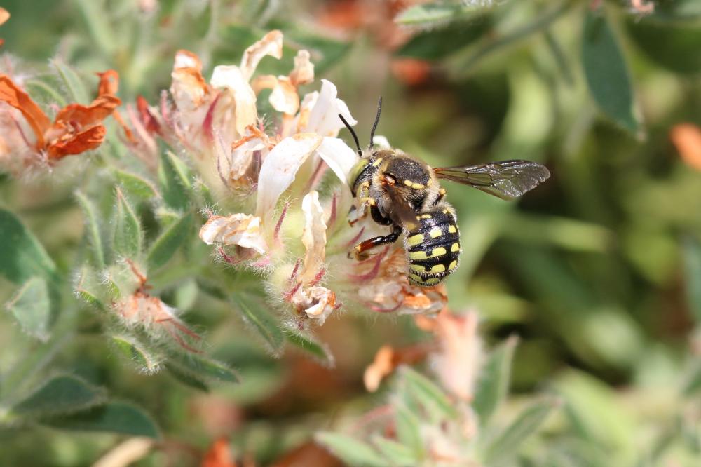  Anthidium loti Perris, 1852
