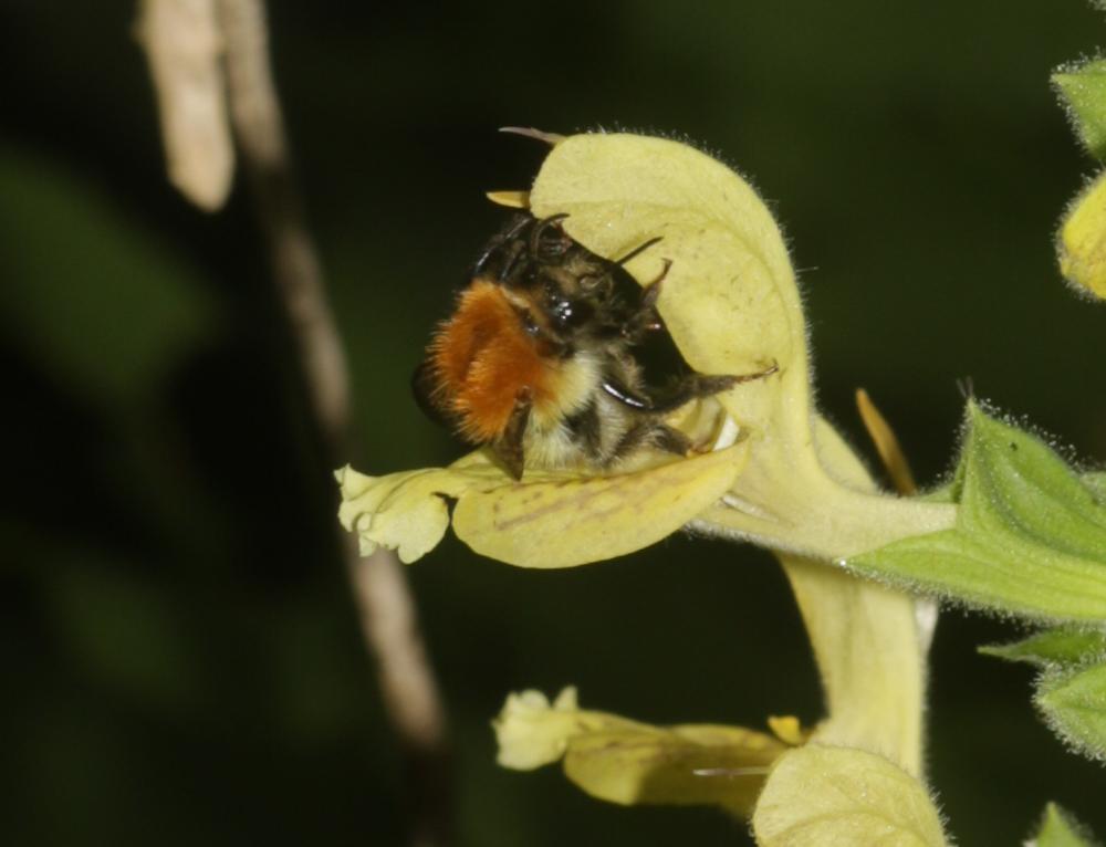 Bourdon des champs Bombus pascuorum (Scopoli, 1763)