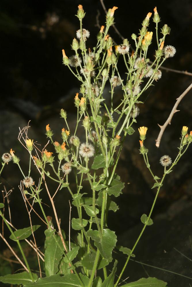 Épervière amplexicaule Hieracium amplexicaule L., 1753