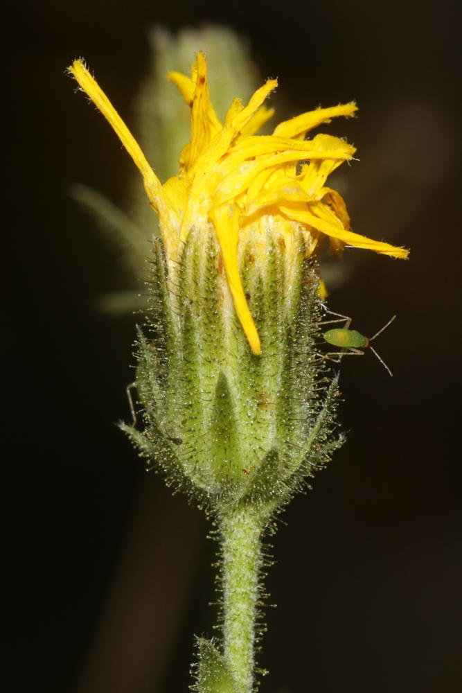 Épervière amplexicaule Hieracium amplexicaule L., 1753