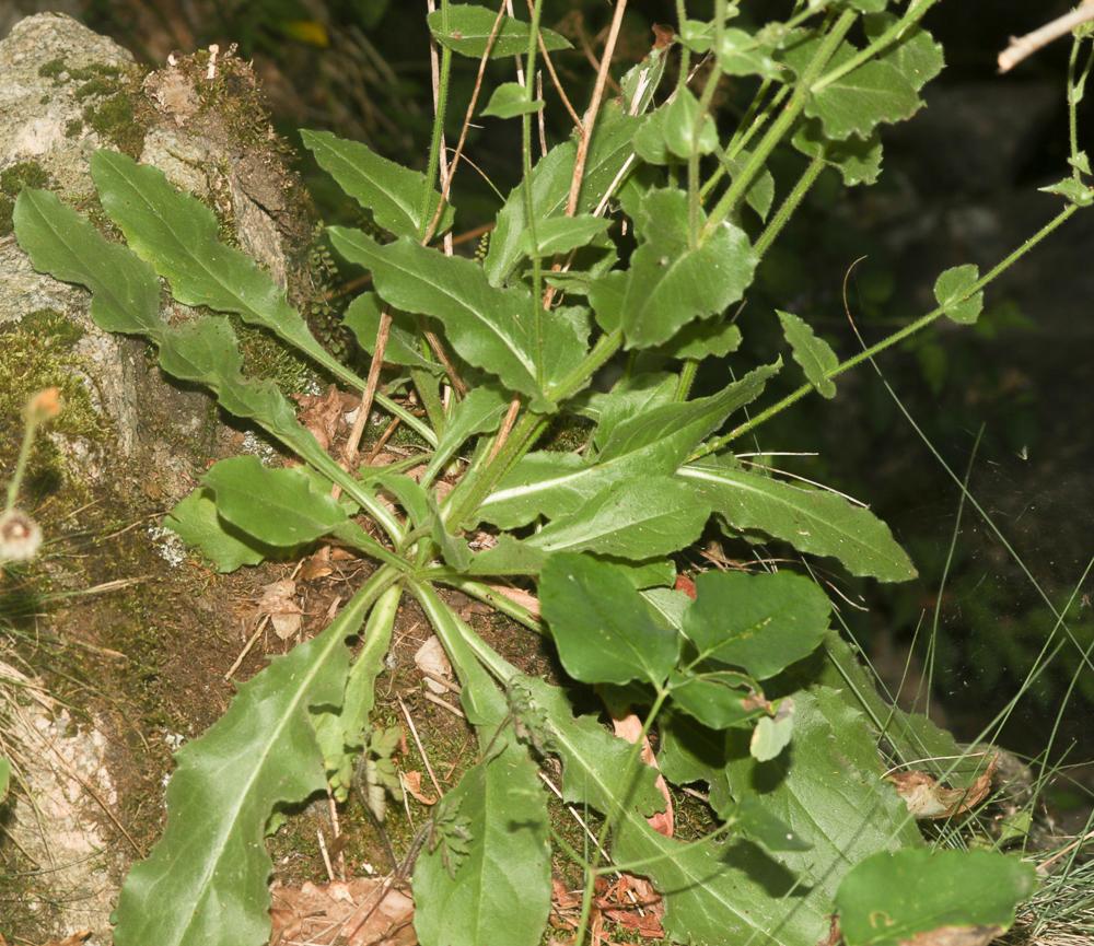 Épervière amplexicaule Hieracium amplexicaule L., 1753