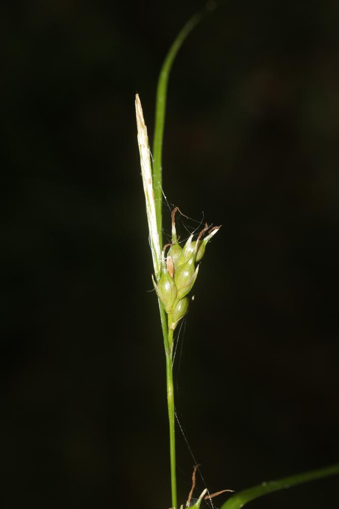Laîche appauvrie, Laîche à épis grêles et peu four Carex depauperata Curtis ex With., 1787