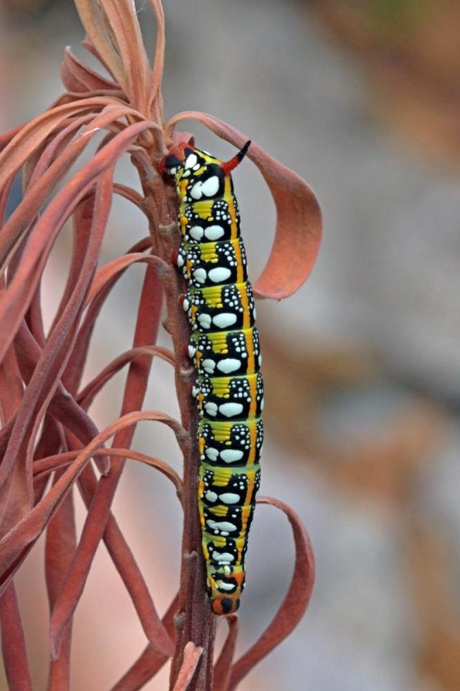 Sphinx de l'Euphorbe (Le) Hyles euphorbiae (Linnaeus, 1758)