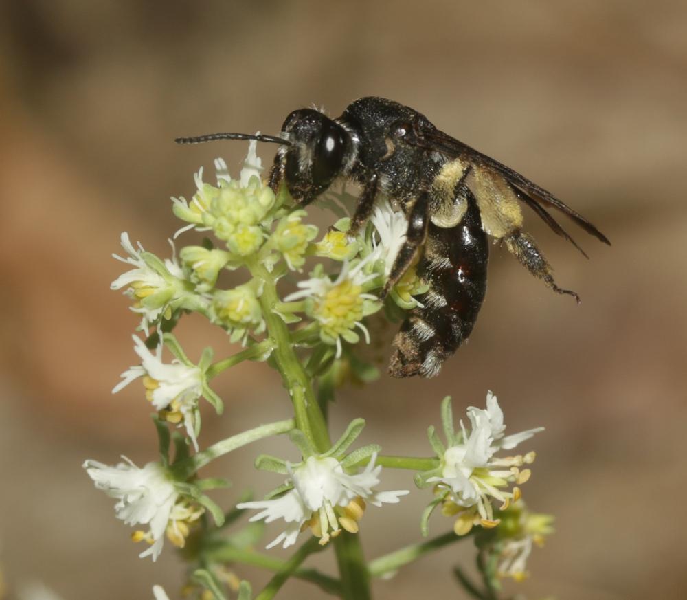 Andrena afrensis Warncke, 1967
