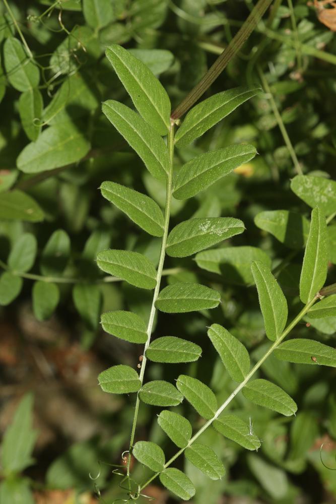 Vesce des haies Vicia sepium L., 1753