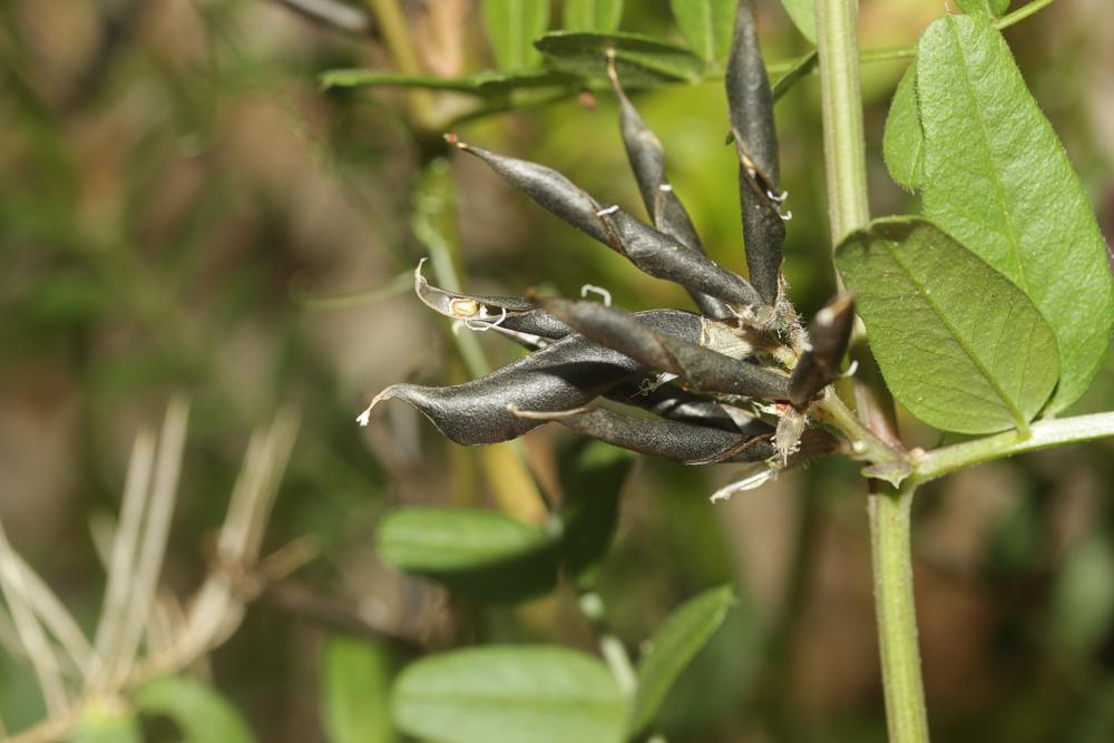 Vesce des haies Vicia sepium L., 1753
