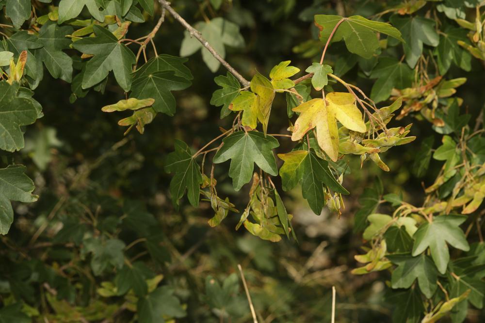Érable champêtre, Acéraille Acer campestre L., 1753
