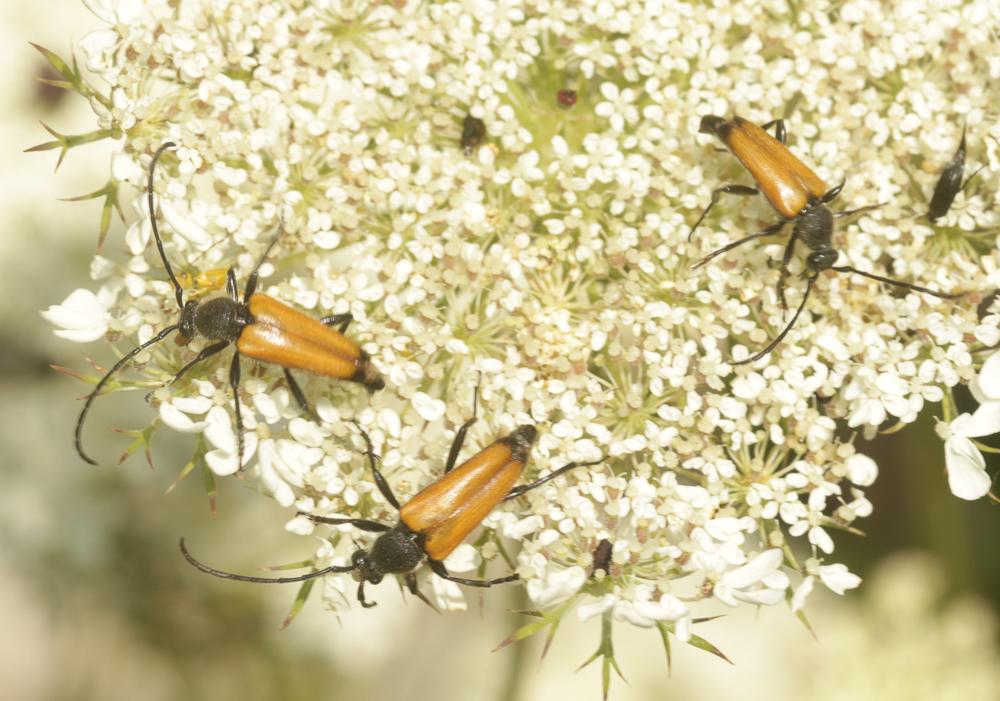 Lepture rouge sang Anastrangalia sanguinolenta (Linnaeus, 1760)