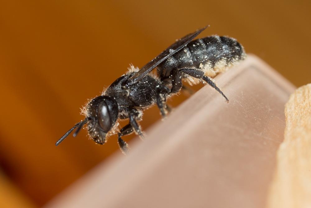  Hoplitis leucomelana (Kirby, 1802)