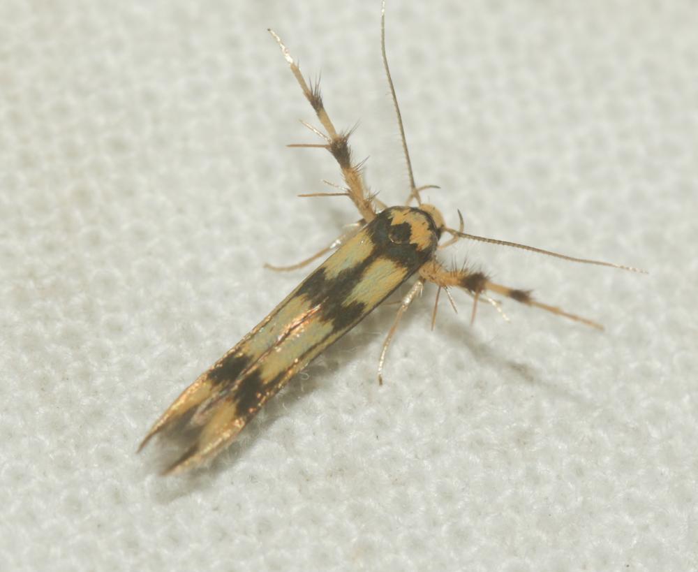Stathmopoda pedella (Linnaeus, 1760)
